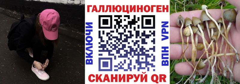 kraken как войти  Жердевка  Галлюциногенные грибы GOLDEN TEACHER 